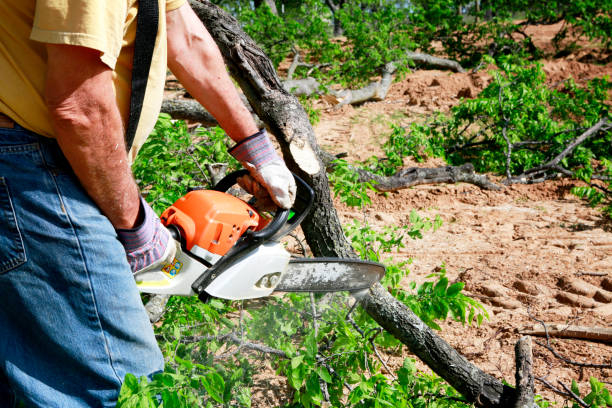 Best Tree Removal Near Me  in Tara Hills, CA